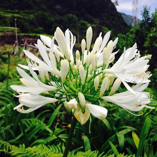 Flor Branca