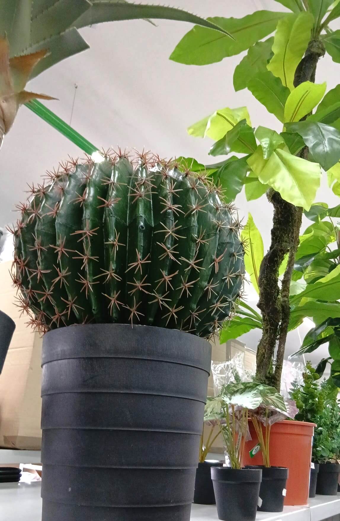 plantas10