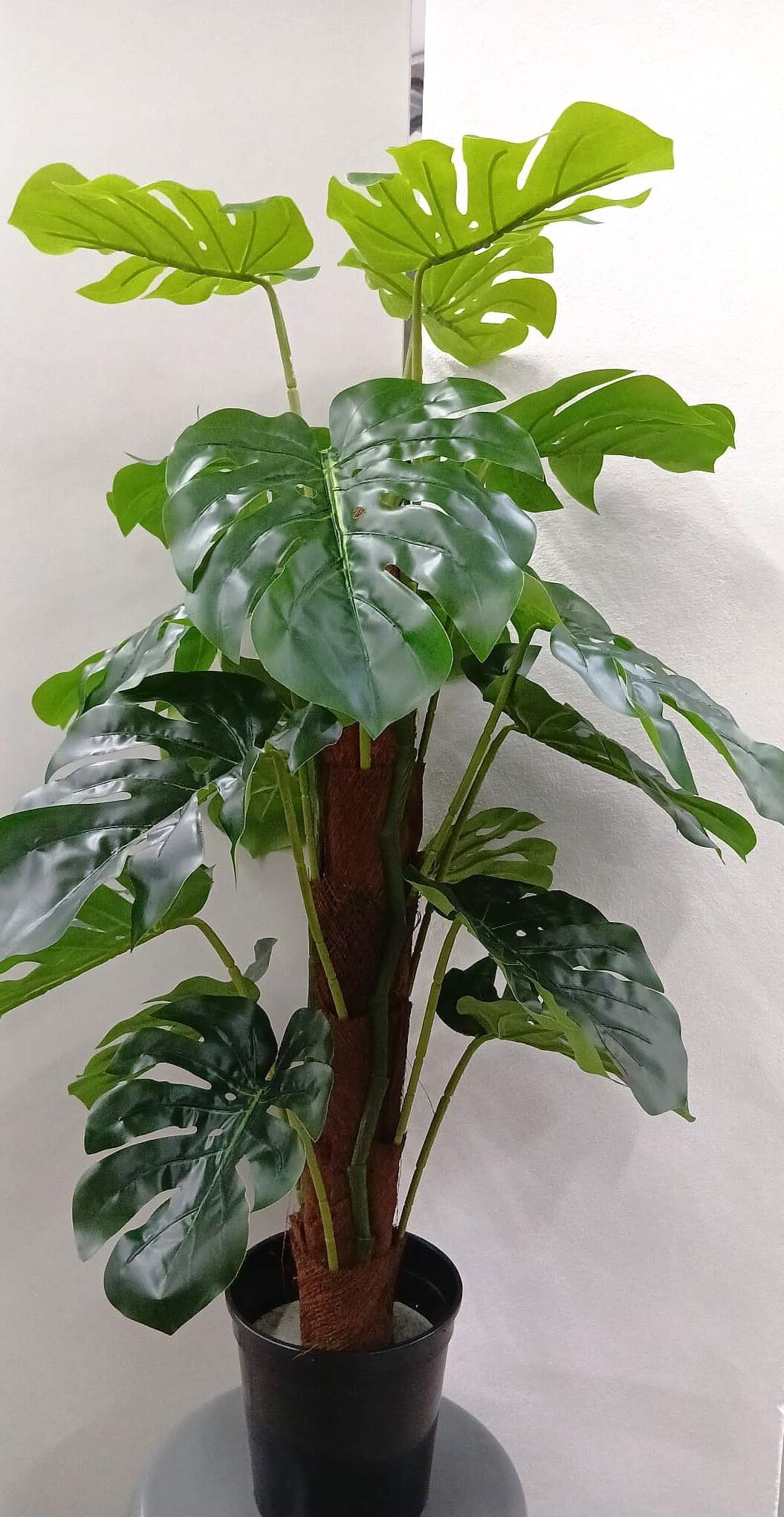 plantas2