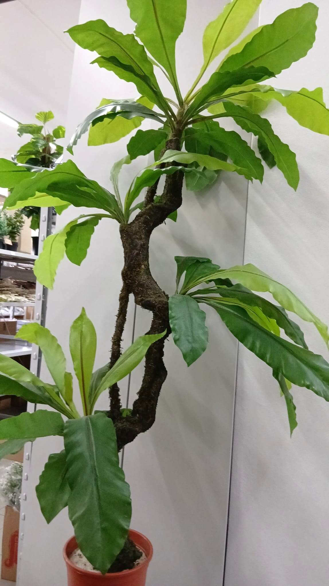 plantas3