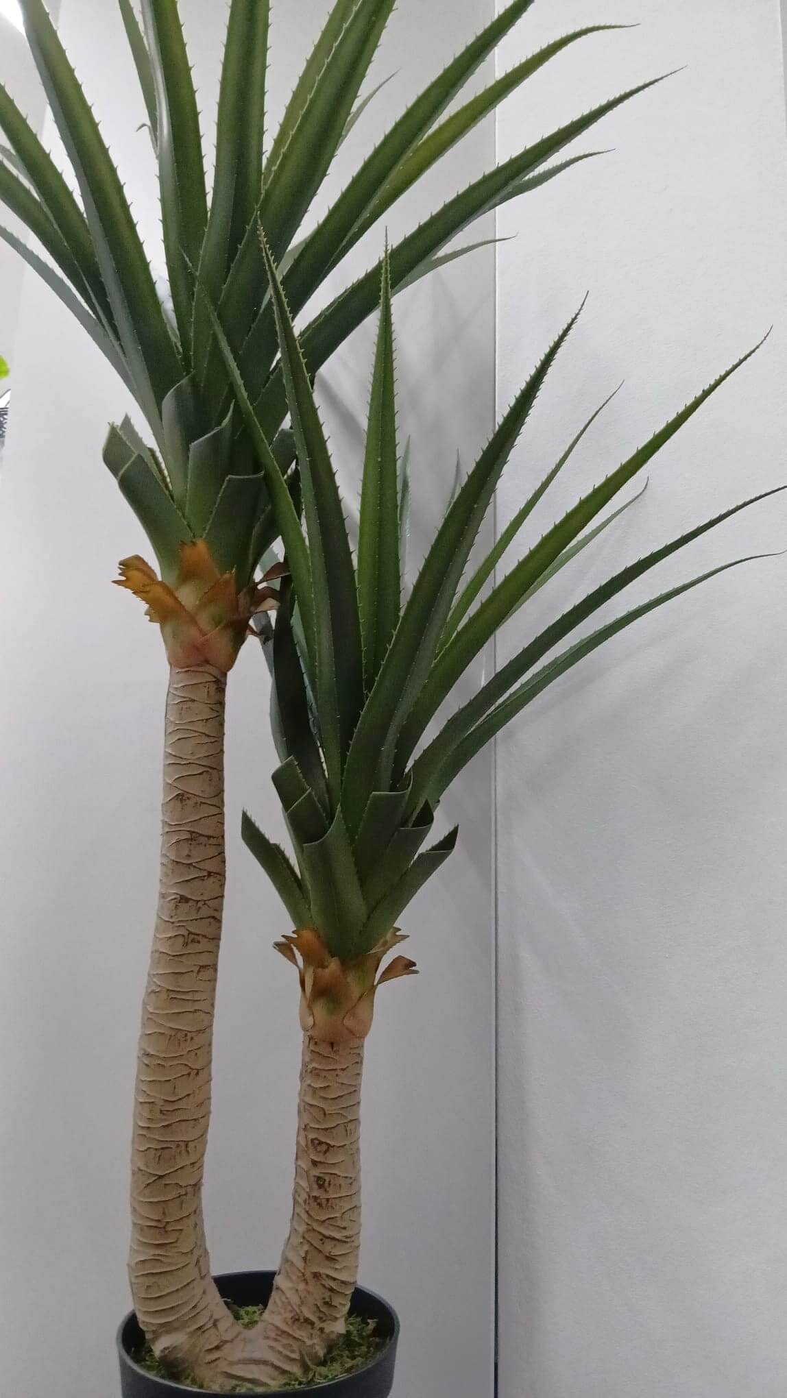 plantas4