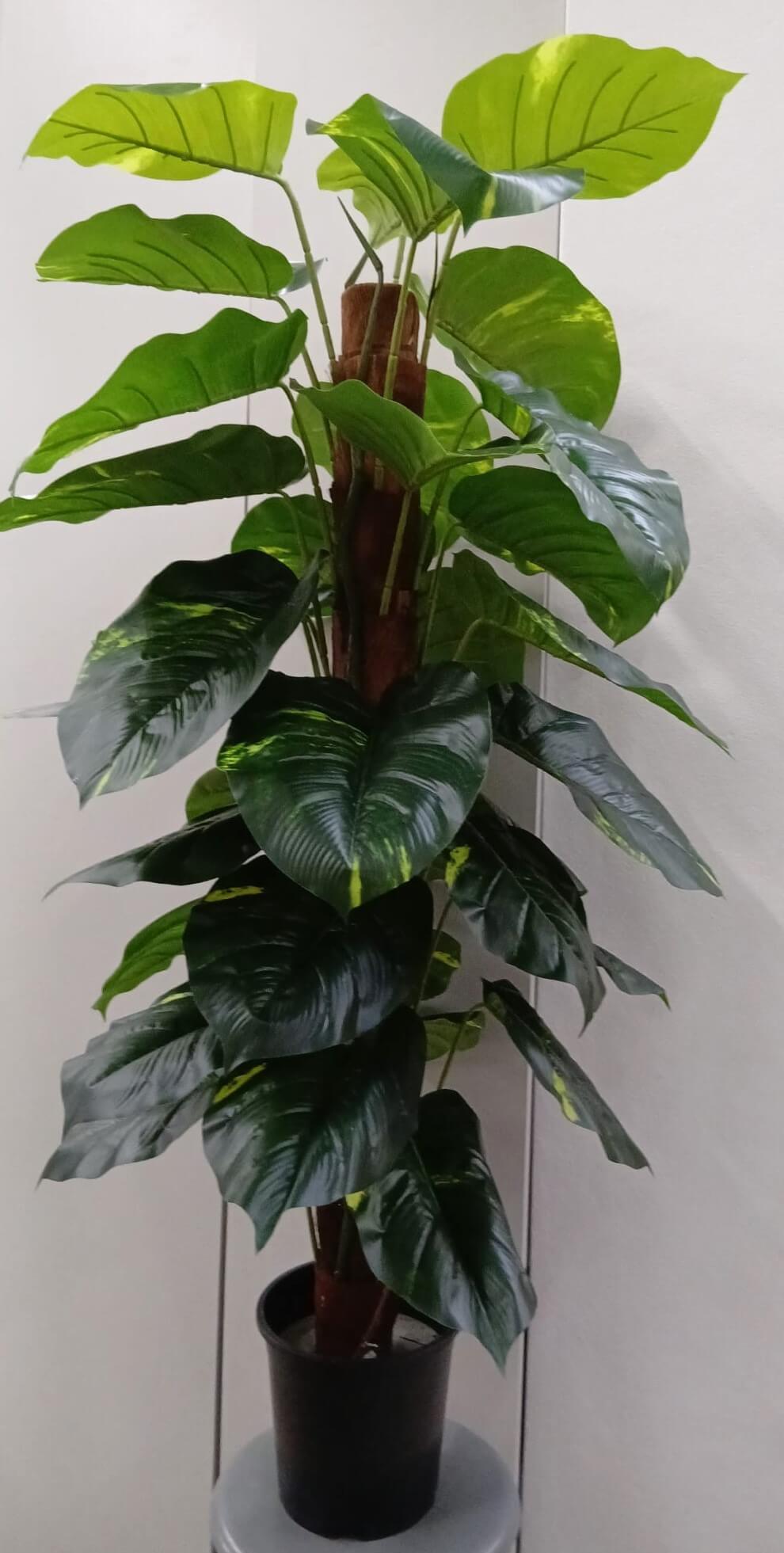 plantas9