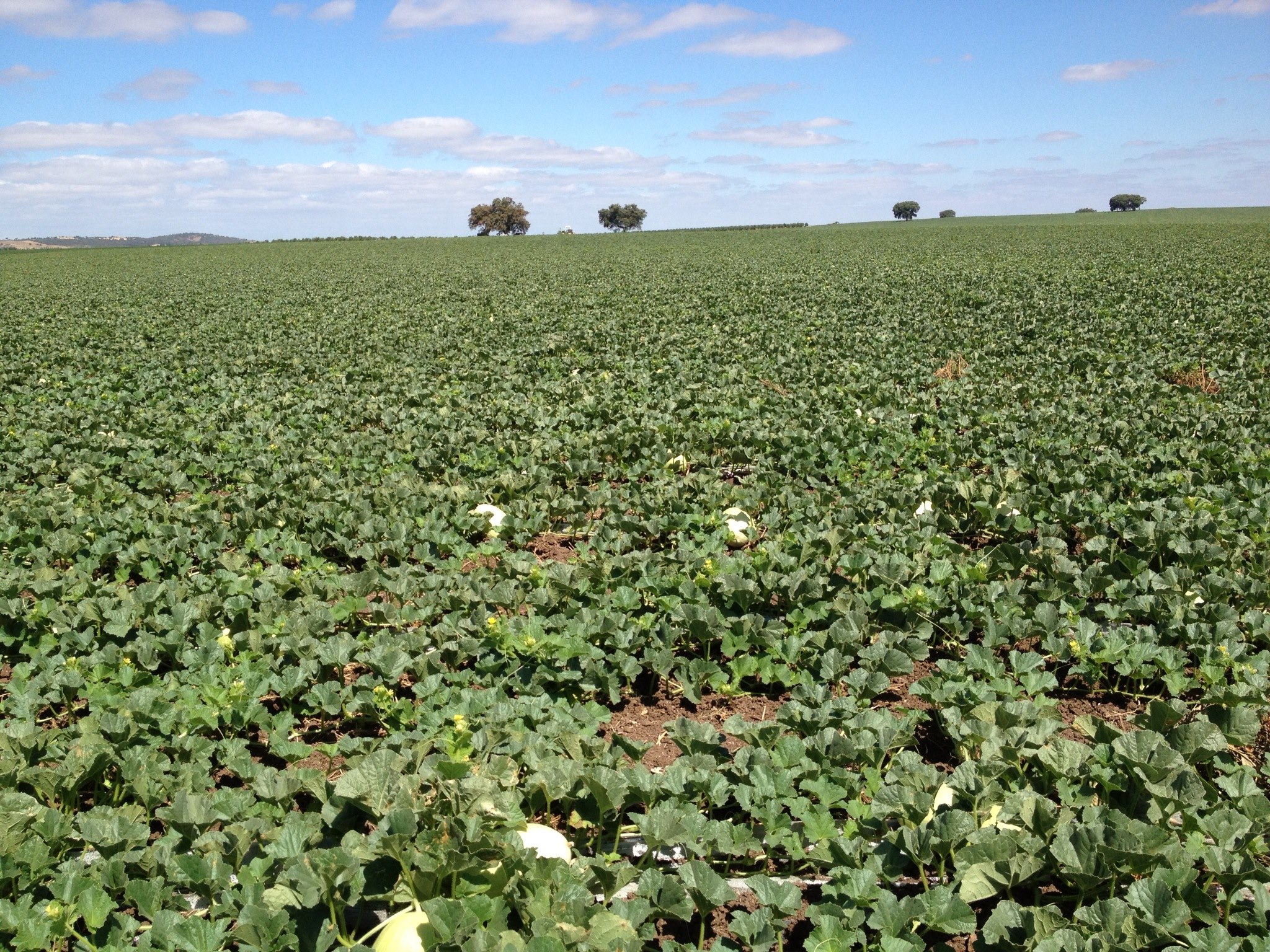 campo meloes