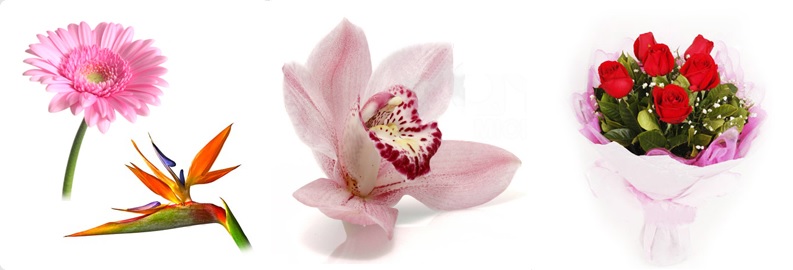 flores