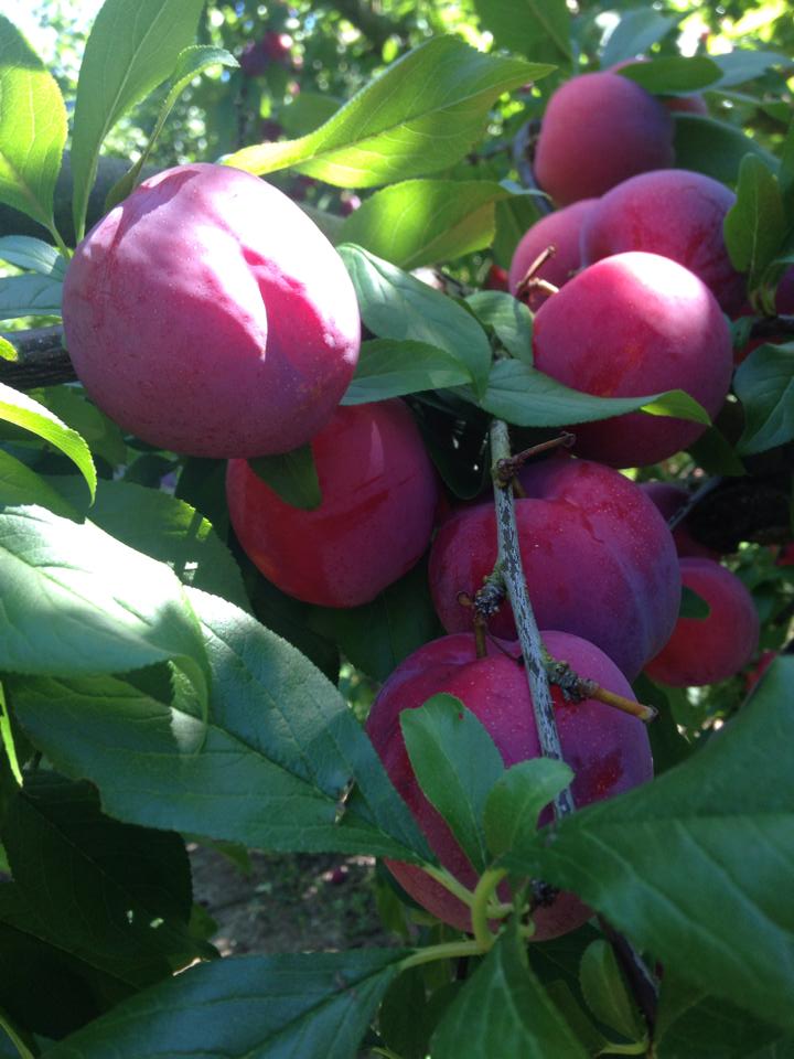 fruta 1