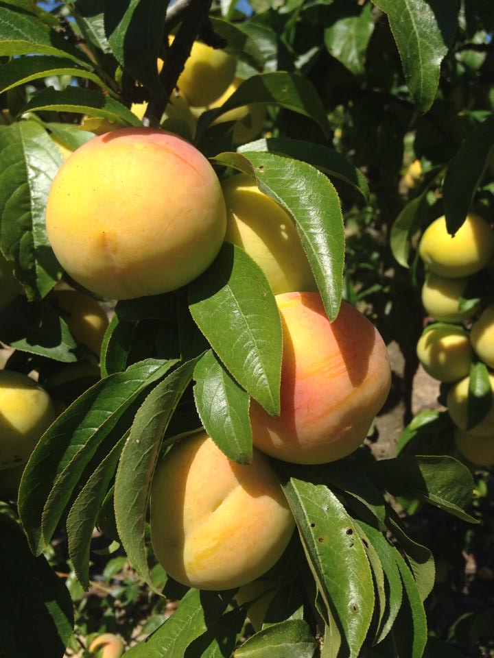 fruta 2