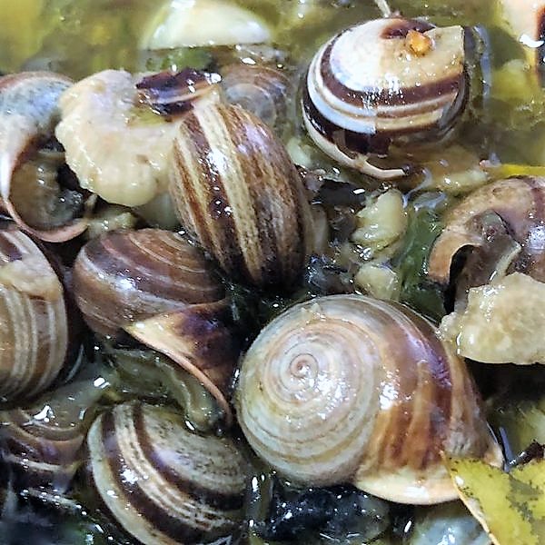 caracolbulhaopato.