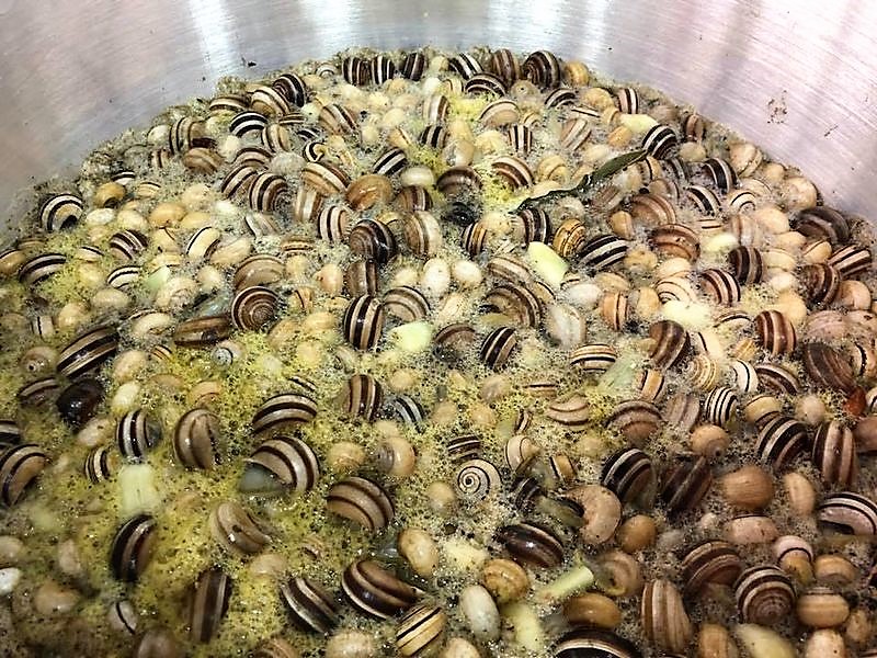 caracolprontinhos