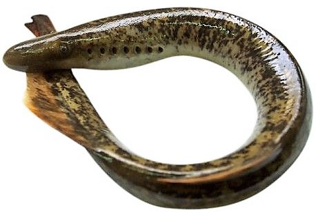 lampreia