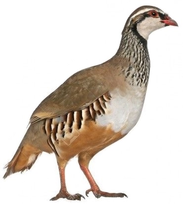 pato