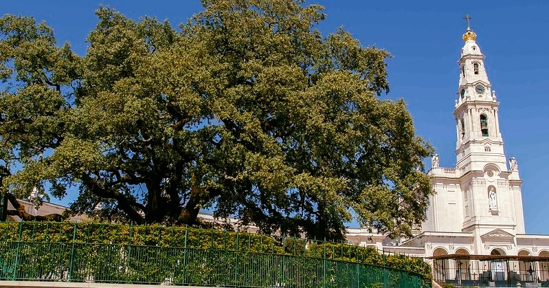 azinheira