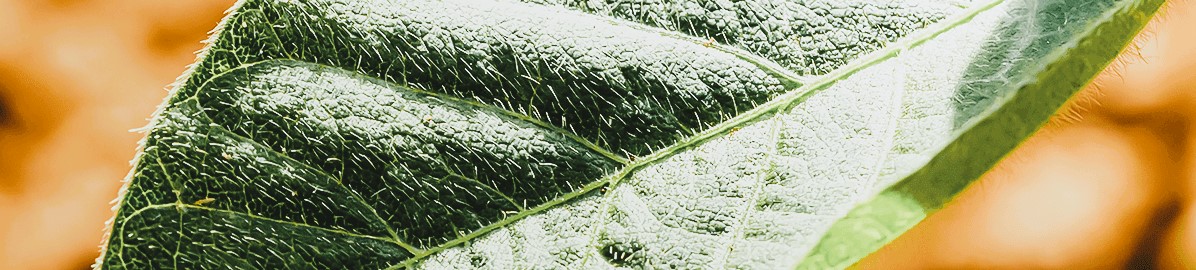 foliar