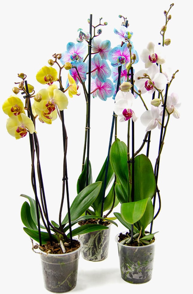 orquideas