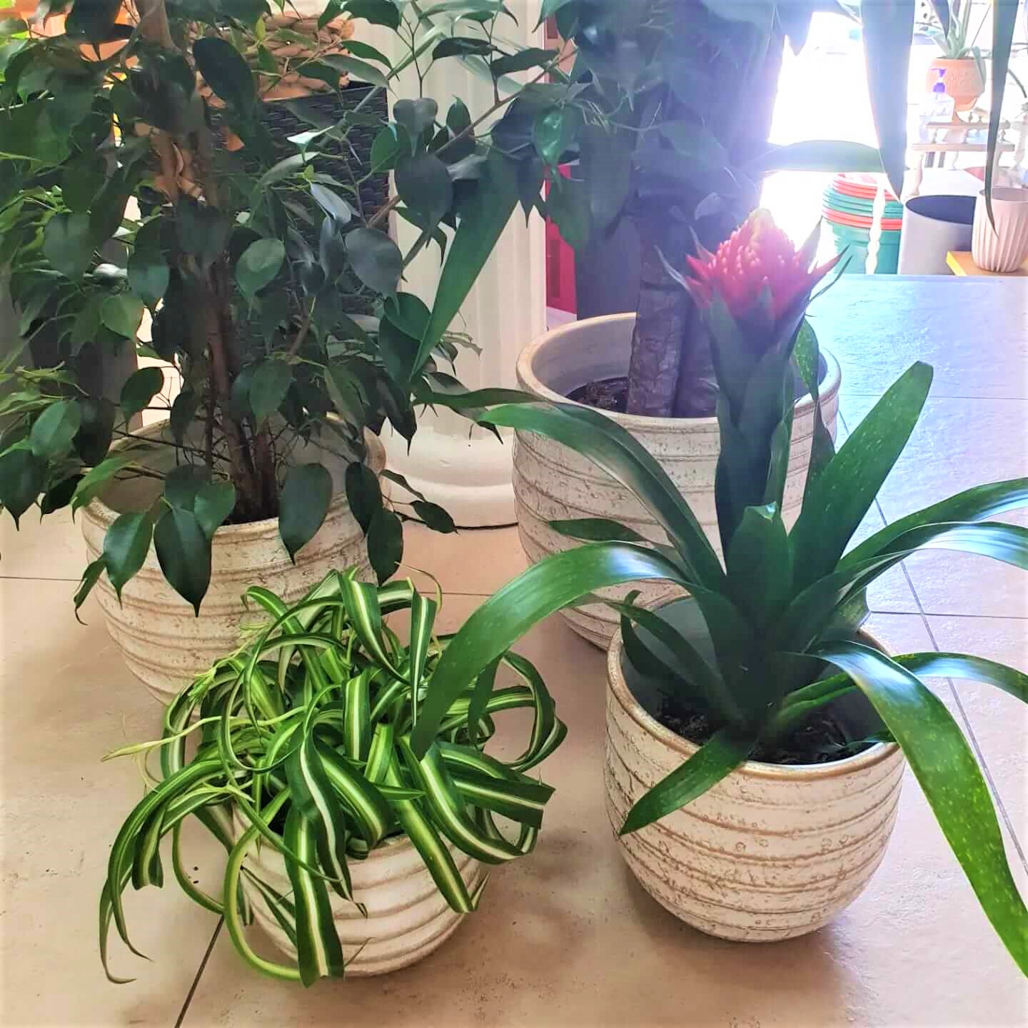 plantas1.jpg