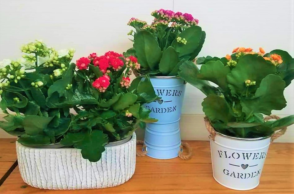 plantas10.jpg
