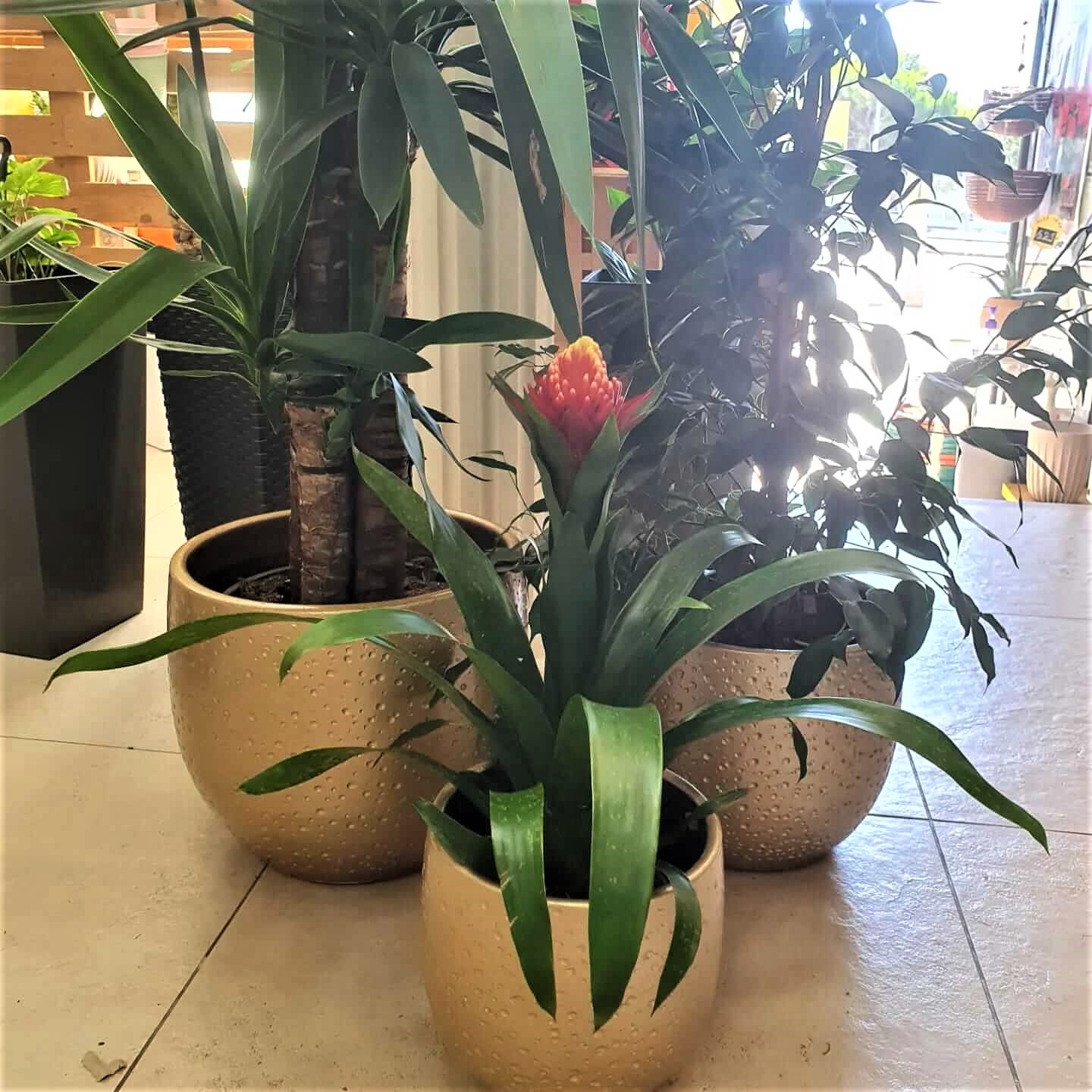 plantas2