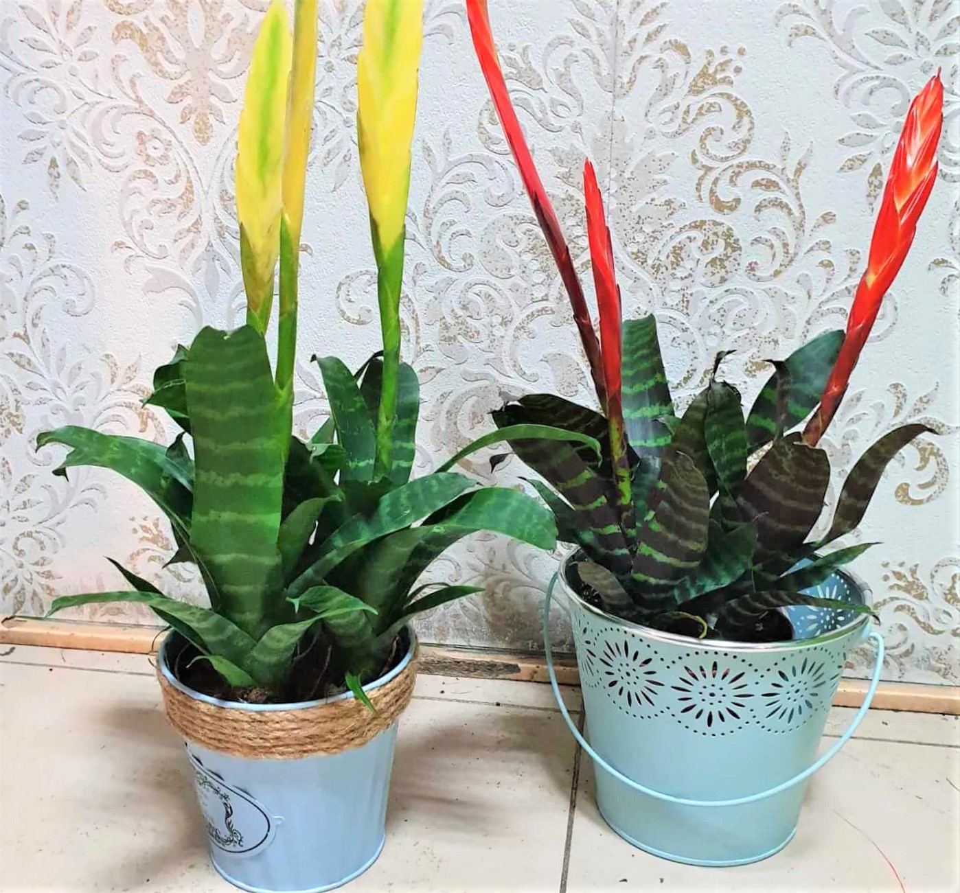 plantas4