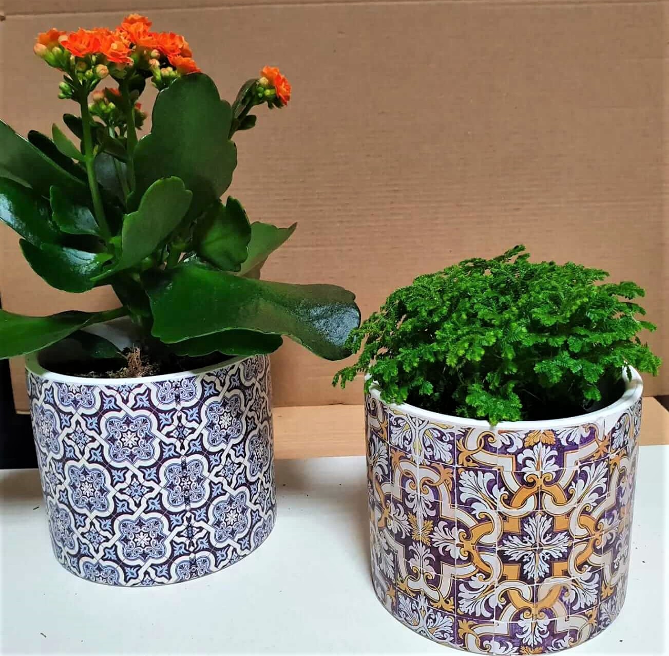 plantas5.jpg