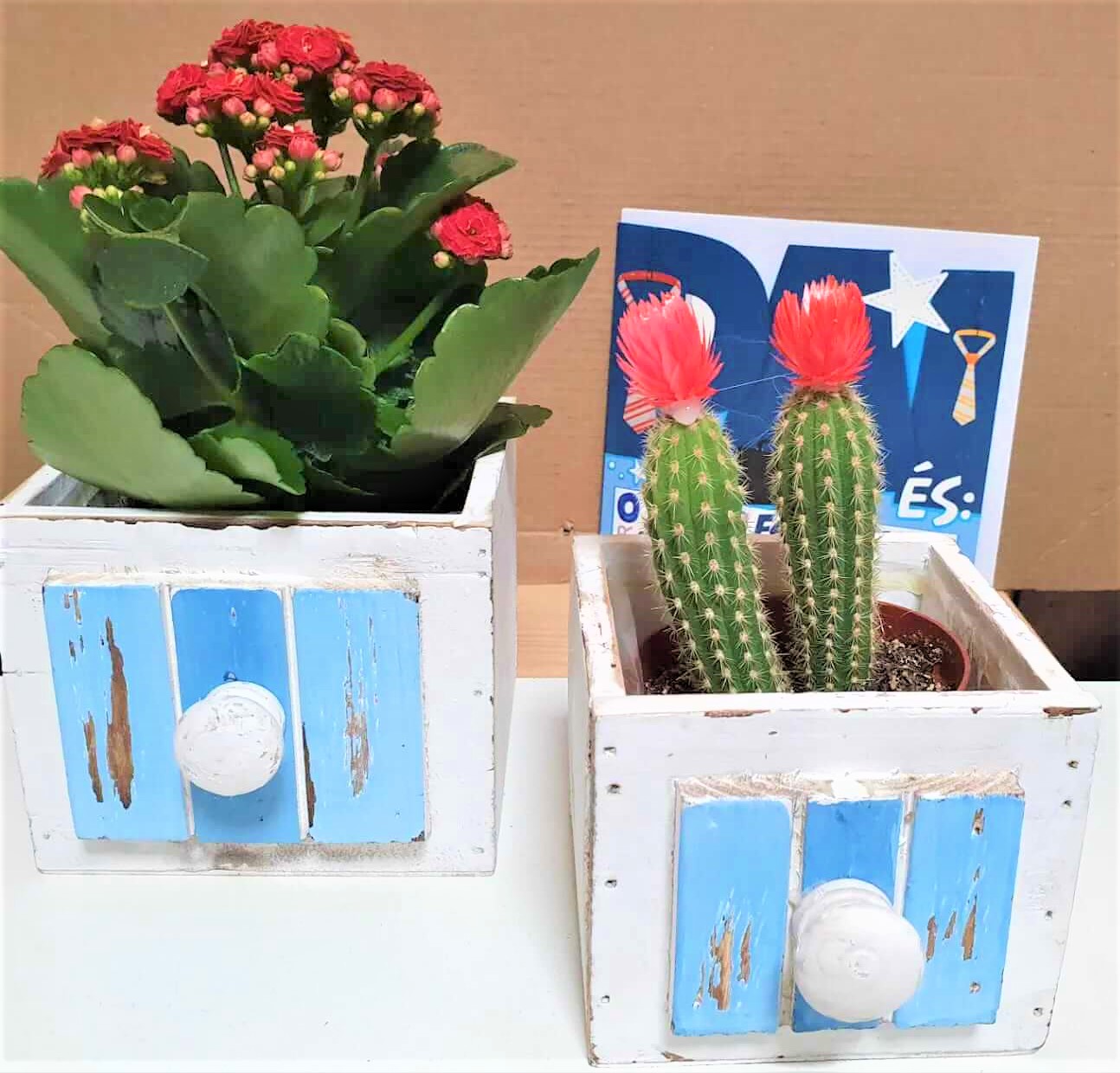plantas6