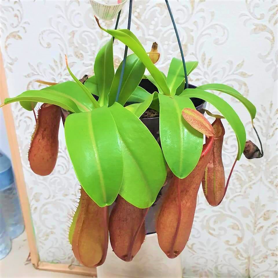 plantas7