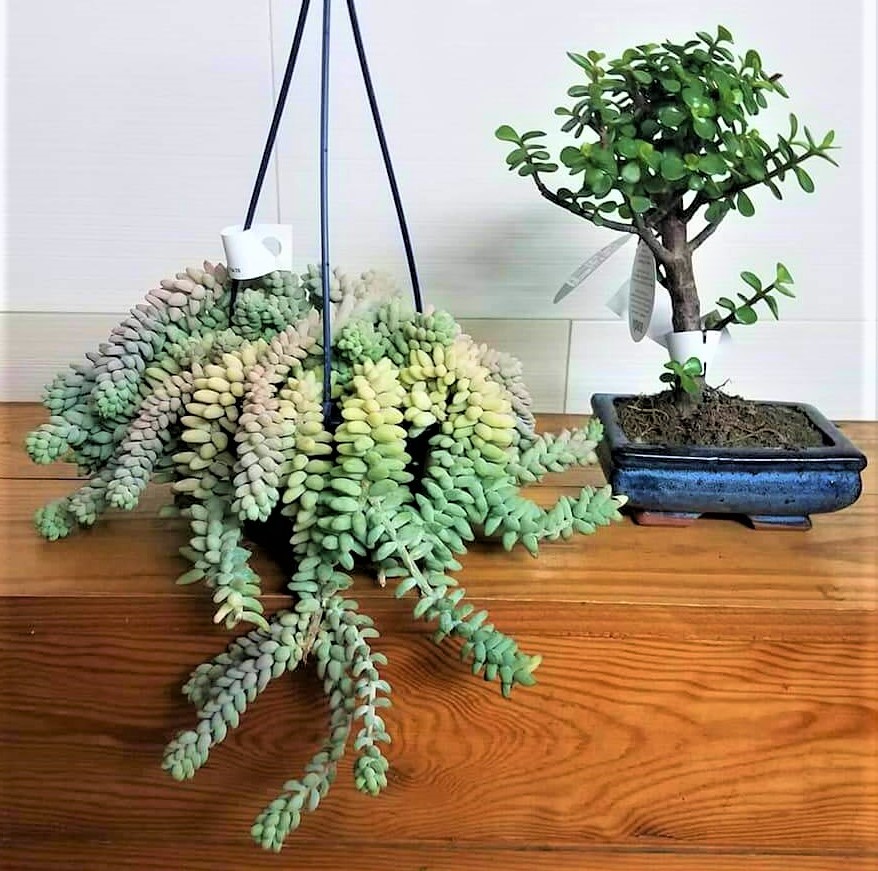plantas8