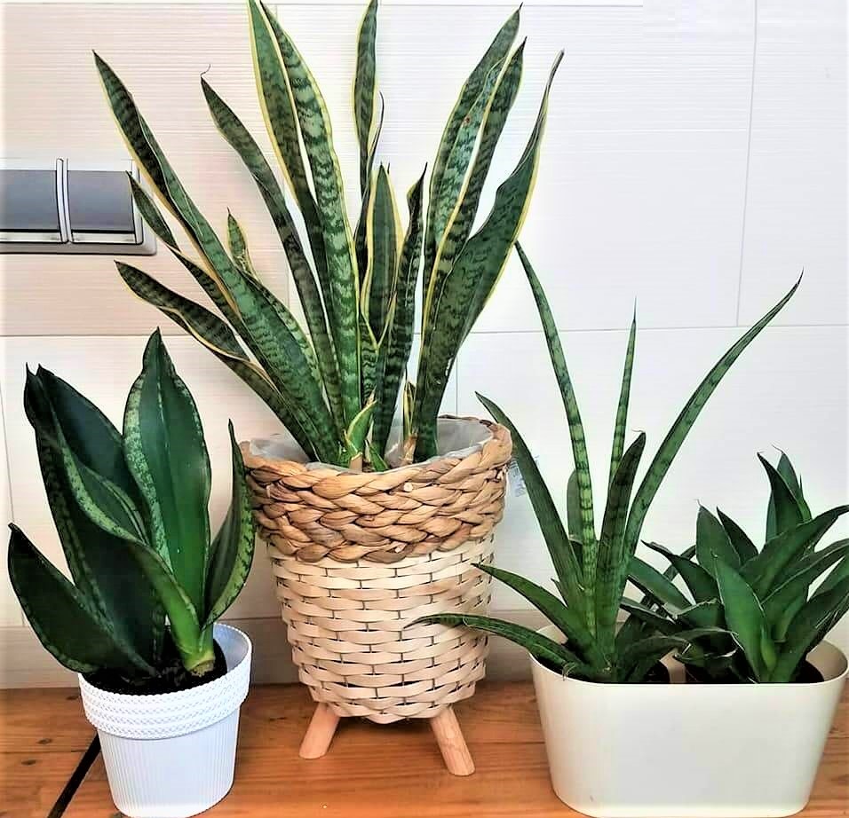 plantas9