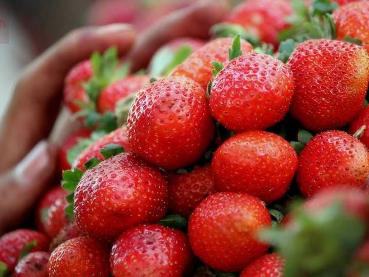 morangos