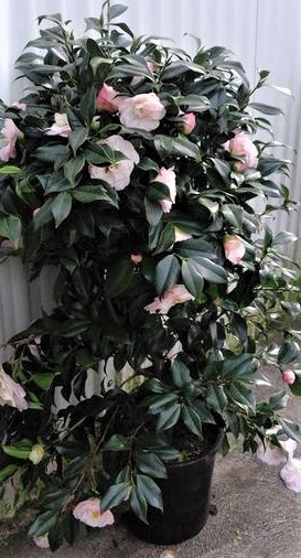 camelias