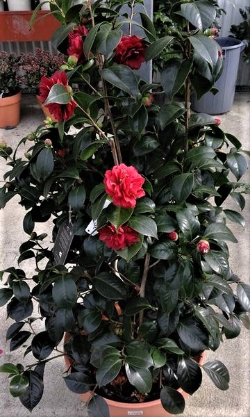 camelias2