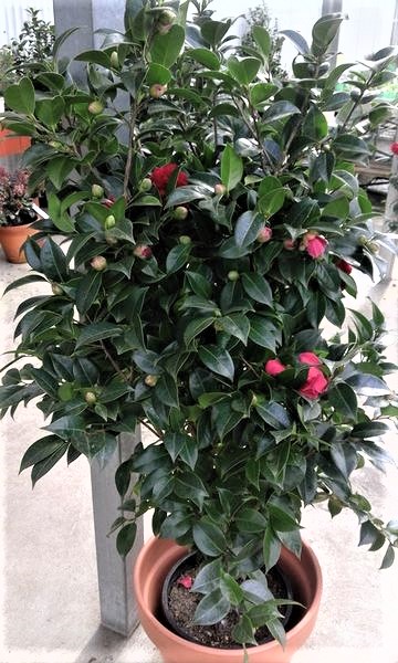 camelias3