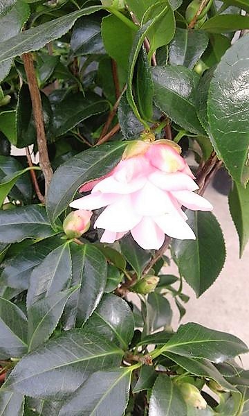 camelias4