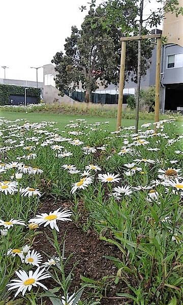 jardim5