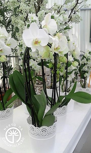 orquideas
