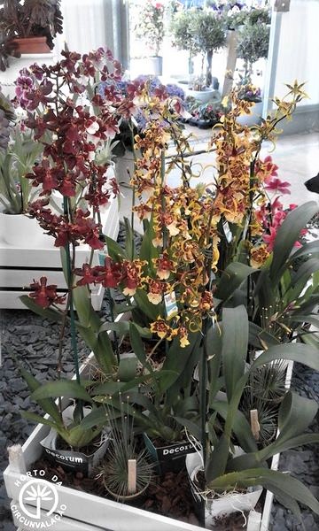 orquideas2