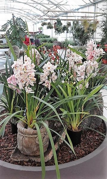 orquideas3