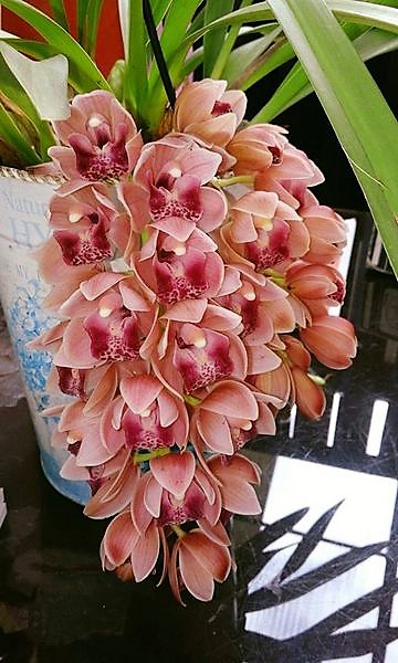 orquideas4