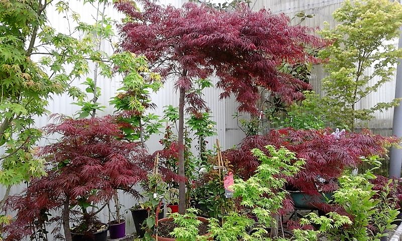 plantas