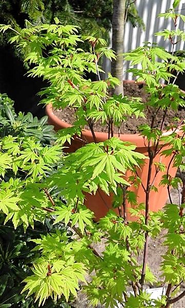 plantas1