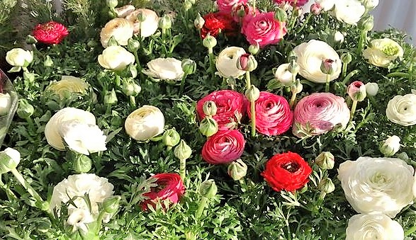 primavera