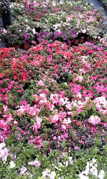 primavera2