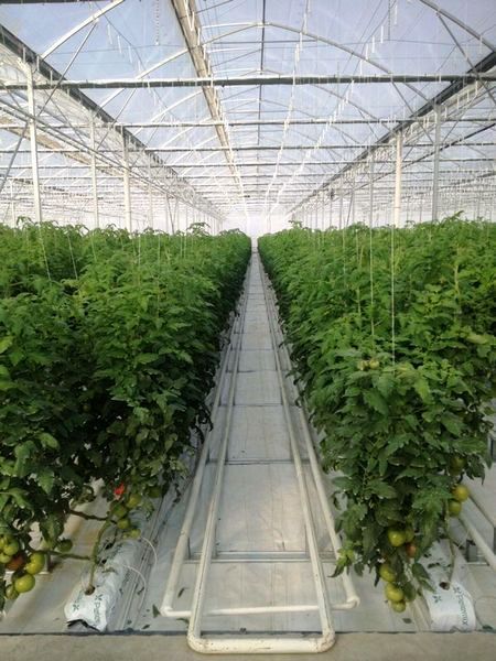 Tomates