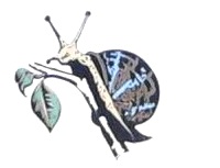 caracol