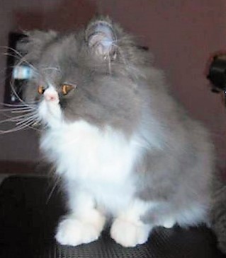 kiti
