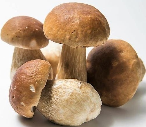 porcini