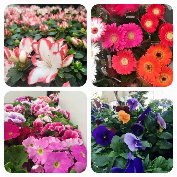 Flores Variadas