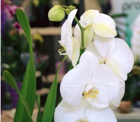 Orquidea branca
