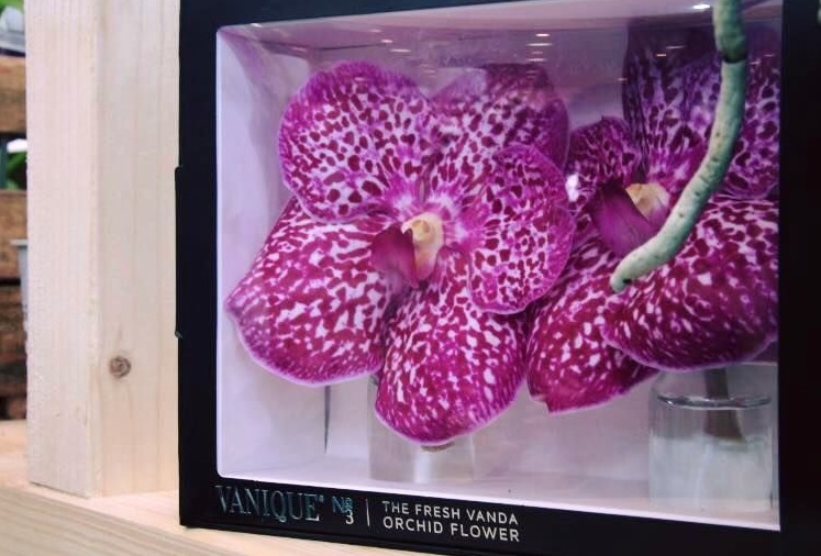 Orquidea Caixa