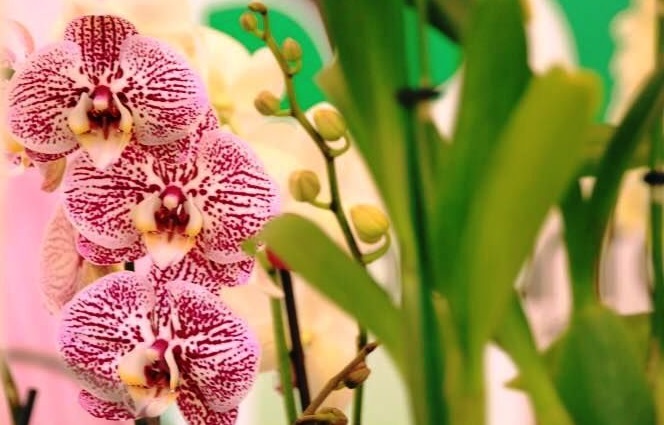Orquidea