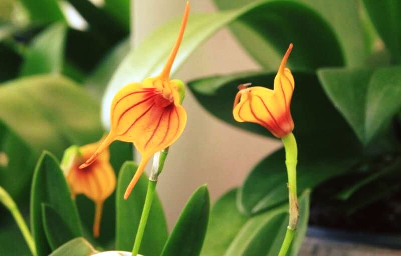 Orquideas Laranja