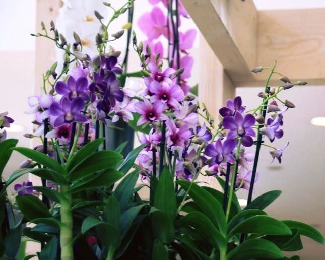Orquideas roxas